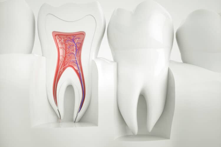 Anatomy of healthy teeth - 3d rendering